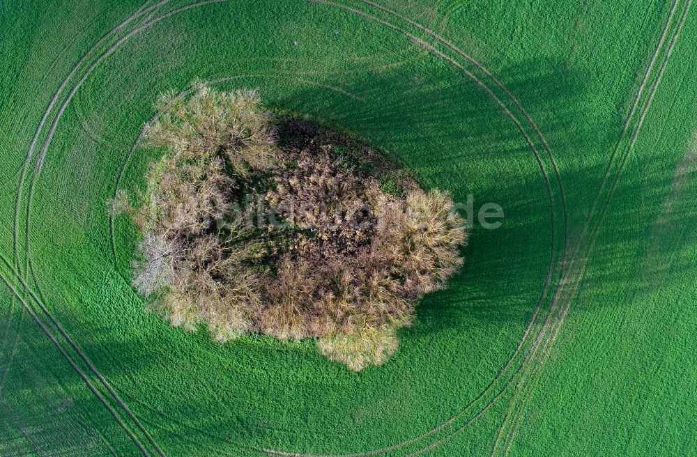 Luftaufnahme Tempelberg - Baum- Insel auf einem Feld in Tempelberg im Bundesland Brandenburg, Deutschland