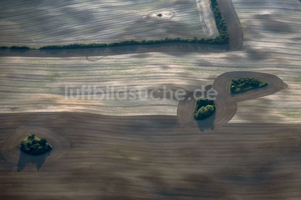 Luftbild Gerswalde - Baum- Insel auf einem Getreide- Feld in Gerswalde im Bundesland Brandenburg, Deutschland