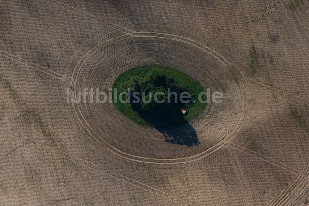 Buggenhagen von oben - Baum- Insel auf einem Getreidefeld in Buggenhagen im Bundesland Mecklenburg-Vorpommern, Deutschland