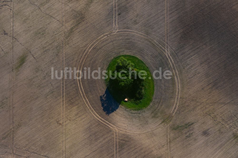 Buggenhagen aus der Vogelperspektive: Baum- Insel auf einem Getreidefeld in Buggenhagen im Bundesland Mecklenburg-Vorpommern, Deutschland