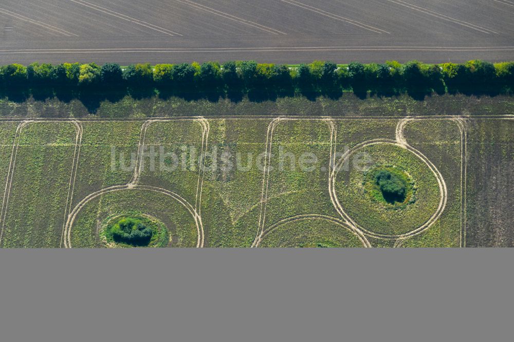 Neuenpleen aus der Vogelperspektive: Baum- Inseln auf einem Feld in Neuenpleen im Bundesland Mecklenburg-Vorpommern, Deutschland