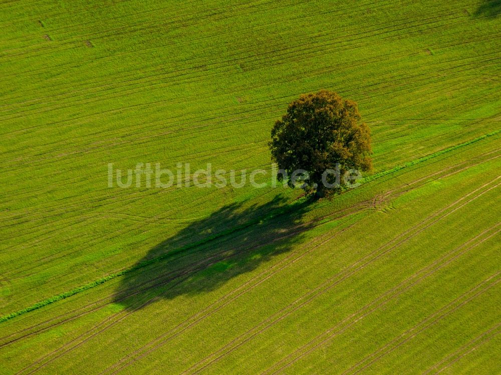 Datteln von oben - Baum mit Schattenbildung durch Lichteinstrahlung auf einem Feld in Datteln im Bundesland Nordrhein-Westfalen, Deutschland