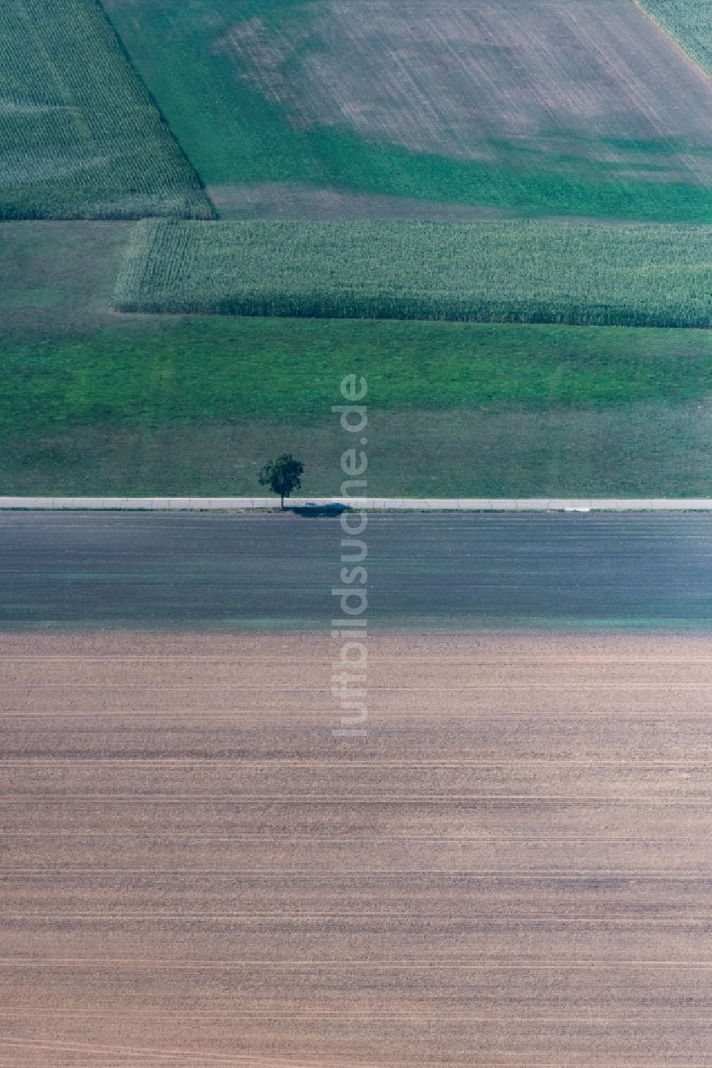 Luftbild Dillingen an der Donau - Baum mit Schattenbildung durch Lichteinstrahlung auf einem Feld in Dillingen an der Donau im Bundesland Bayern, Deutschland