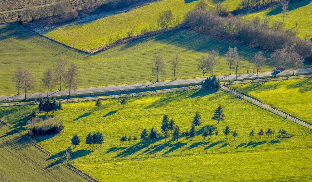 Luftaufnahme Ensthof - Baum mit Schattenbildung durch Lichteinstrahlung auf einem Feld in Ensthof im Bundesland Nordrhein-Westfalen, Deutschland