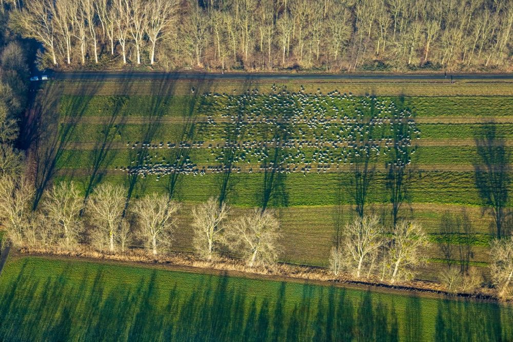 Luftaufnahme Hamm - Baum mit Schattenbildung durch Lichteinstrahlung auf einem Feld in Hamm im Bundesland Nordrhein-Westfalen, Deutschland
