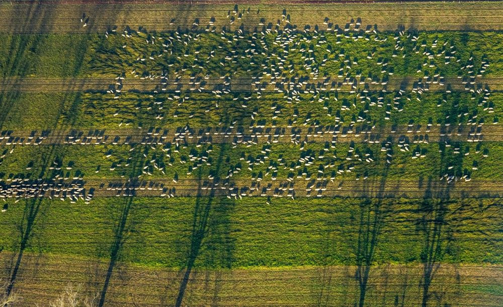Hamm von oben - Baum mit Schattenbildung durch Lichteinstrahlung auf einem Feld in Hamm im Bundesland Nordrhein-Westfalen, Deutschland