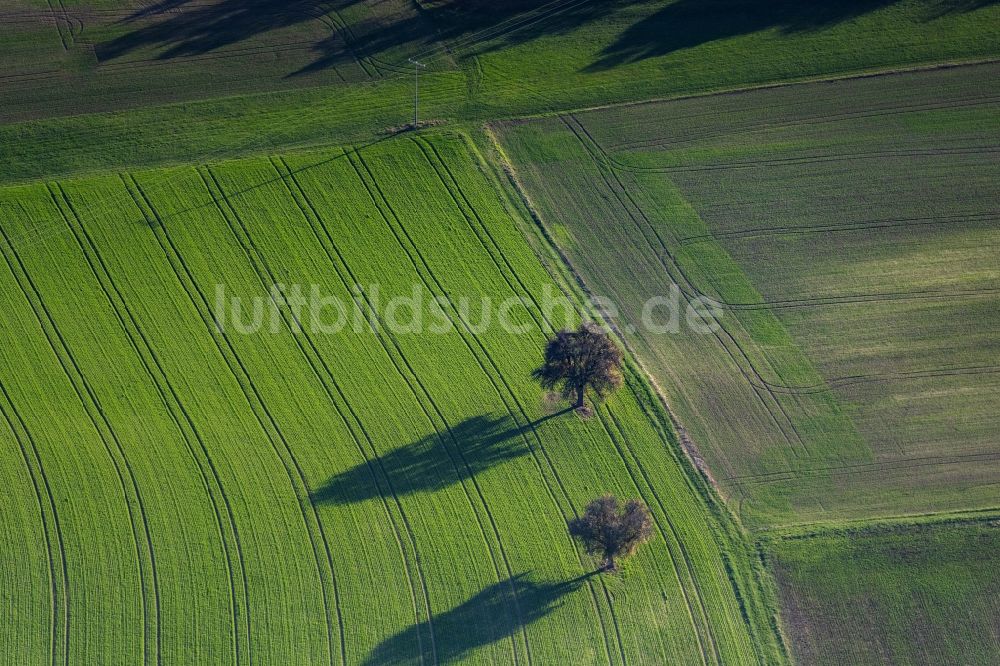 Hundelshausen aus der Vogelperspektive: Baum mit Schattenbildung durch Lichteinstrahlung auf einem Feld in Hundelshausen im Bundesland Bayern, Deutschland