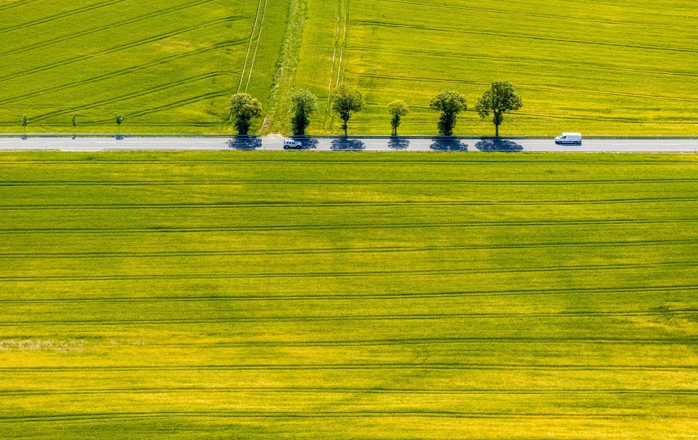 Luftaufnahme Langenholthausen - Baum mit Schattenbildung durch Lichteinstrahlung auf einem Feld in Langenholthausen im Bundesland Nordrhein-Westfalen, Deutschland