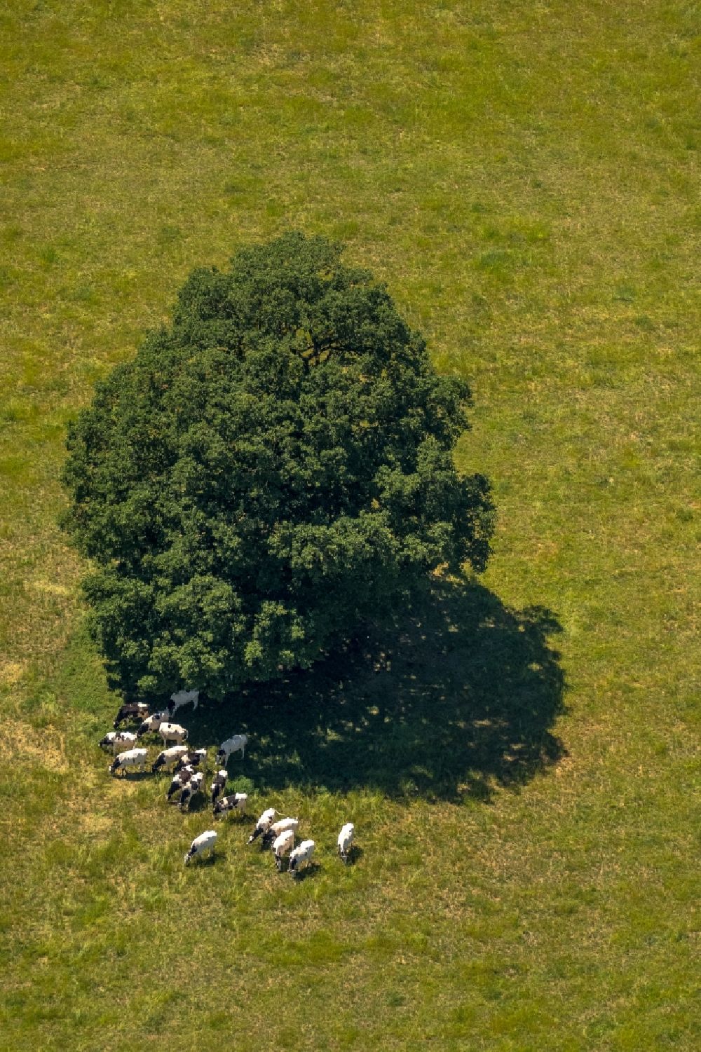 Liesborn aus der Vogelperspektive: Baum mit Schattenbildung durch Lichteinstrahlung auf einem Feld in Liesborn im Bundesland Nordrhein-Westfalen, Deutschland