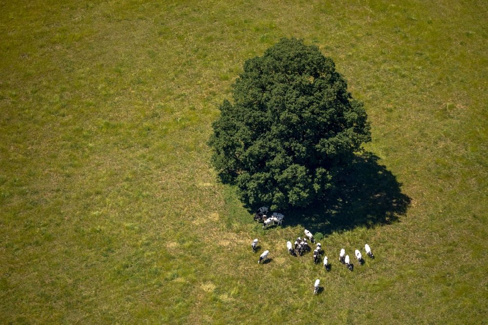 Luftbild Liesborn - Baum mit Schattenbildung durch Lichteinstrahlung auf einem Feld in Liesborn im Bundesland Nordrhein-Westfalen, Deutschland