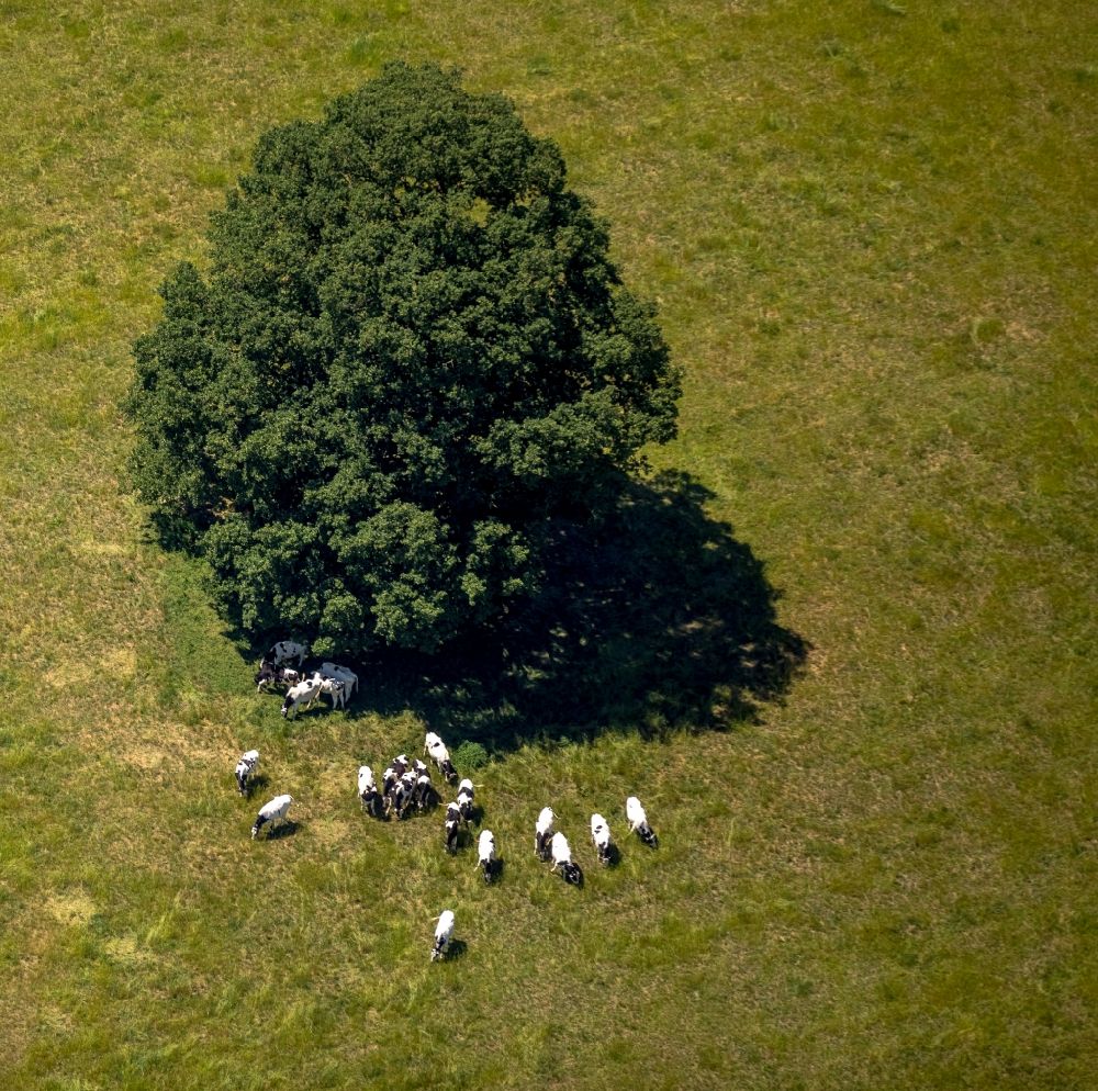 Luftaufnahme Liesborn - Baum mit Schattenbildung durch Lichteinstrahlung auf einem Feld in Liesborn im Bundesland Nordrhein-Westfalen, Deutschland