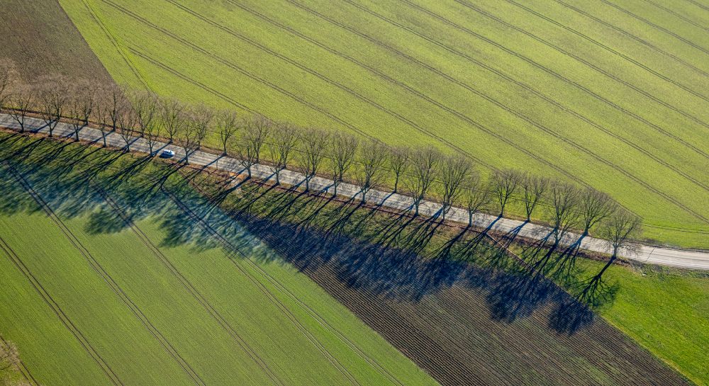 Lünen von oben - Baum mit Schattenbildung durch Lichteinstrahlung auf einem Feld in Lünen im Bundesland Nordrhein-Westfalen, Deutschland
