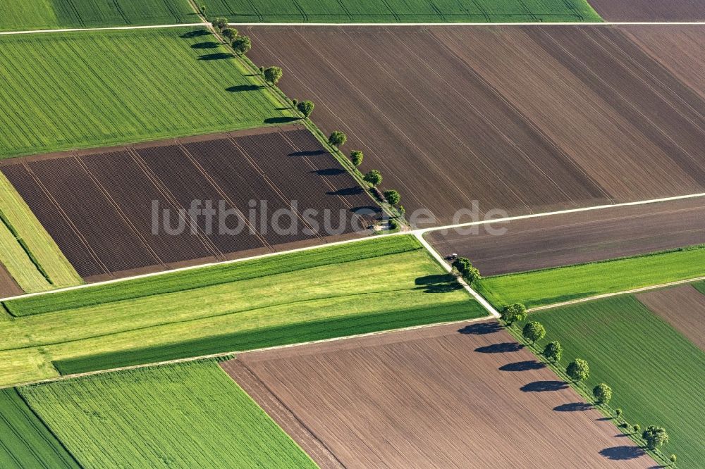 Luftaufnahme Nördlingen - Baum mit Schattenbildung durch Lichteinstrahlung auf einem Feld in Nördlingen im Bundesland Bayern, Deutschland