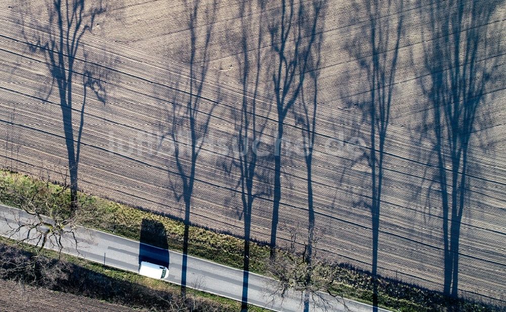 Treplin aus der Vogelperspektive: Baum mit Schattenbildung durch Lichteinstrahlung auf einem Feld in Treplin im Bundesland Brandenburg, Deutschland