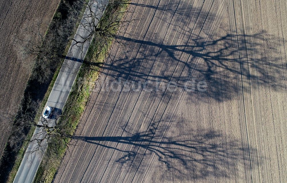 Treplin von oben - Baum mit Schattenbildung durch Lichteinstrahlung auf einem Feld in Treplin im Bundesland Brandenburg, Deutschland