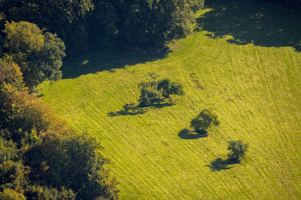 Luftaufnahme Volkringhausen - Baum mit Schattenbildung durch Lichteinstrahlung auf einem Feld in Volkringhausen im Bundesland Nordrhein-Westfalen, Deutschland