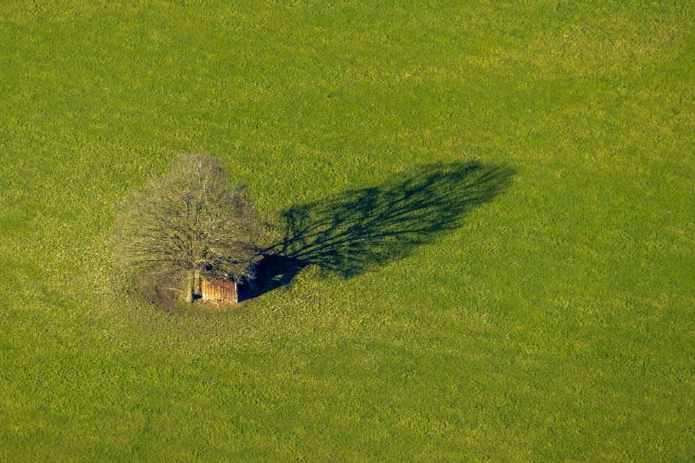 Luftbild Schmallenberg - Baum mit Schattenbildung durch Lichteinstrahlung auf einer Wiese in Schmallenberg im Bundesland Nordrhein-Westfalen, Deutschland