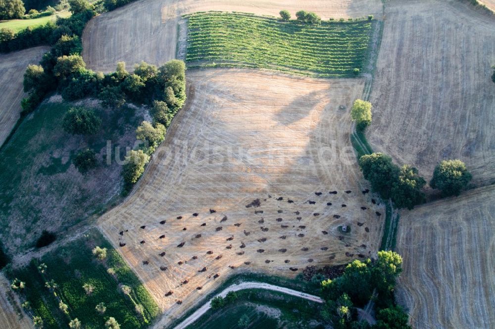 Luftbild Isola di Fano - Baume auf einem Feld in Marche, Italien