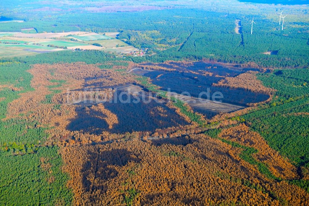 Klausdorf von oben - Baumfällarbeiten im vernichteter Baumbestand in einem Waldgebiet in Klausdorf im Bundesland Brandenburg, Deutschland