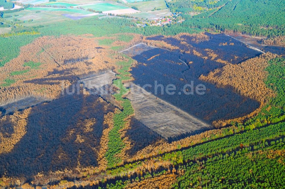 Klausdorf von oben - Baumfällarbeiten im vernichteter Baumbestand in einem Waldgebiet in Klausdorf im Bundesland Brandenburg, Deutschland