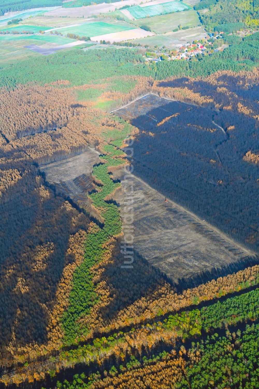 Klausdorf aus der Vogelperspektive: Baumfällarbeiten im vernichteter Baumbestand in einem Waldgebiet in Klausdorf im Bundesland Brandenburg, Deutschland