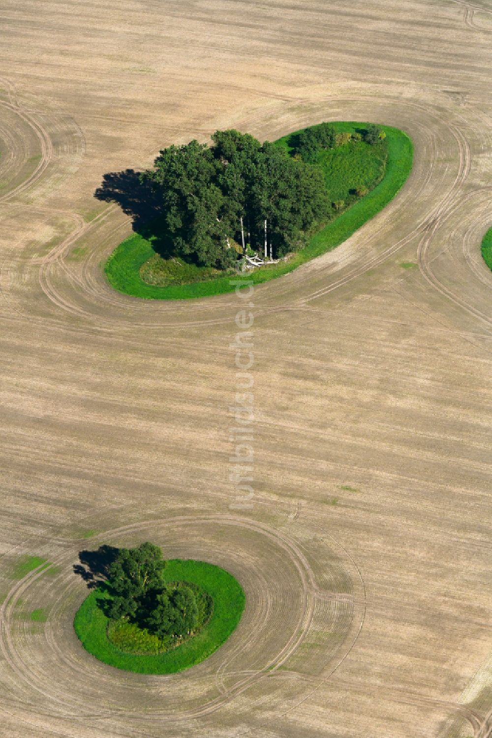 Luftbild Tützpatz - Bauminsel auf einem Feld in Tützpatz im Bundesland Mecklenburg-Vorpommern, Deutschland