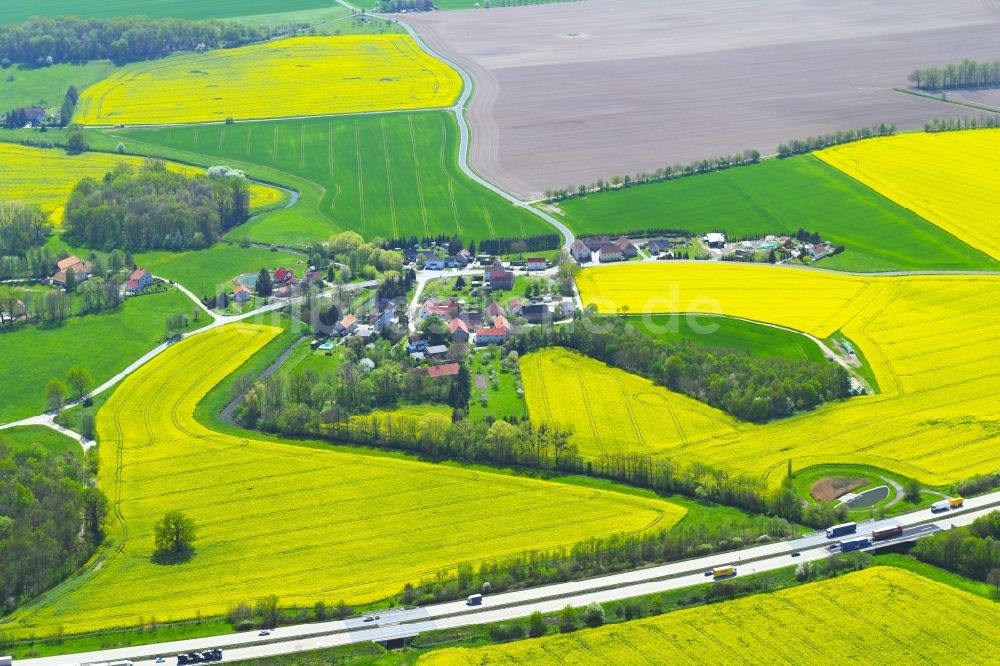 Luftbild Cannewitz - Bauminsel in Feld- Landschaft gelb blühender Raps- Blüten in Cannewitz im Bundesland Sachsen, Deutschland