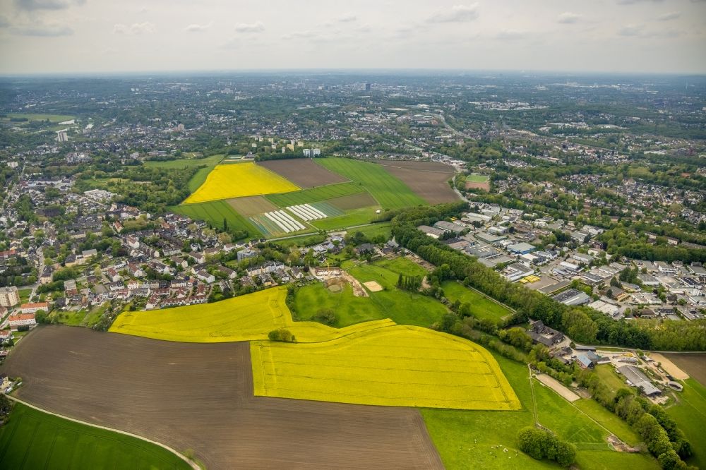 Luftaufnahme Essen - Bauminsel in Feld- Landschaft gelb blühender Raps- Blüten im Ortsteil Wattenscheid in Essen im Bundesland Nordrhein-Westfalen, Deutschland