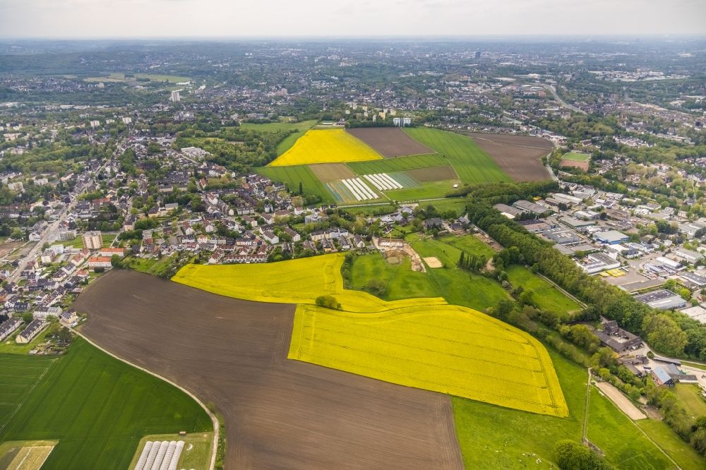 Essen von oben - Bauminsel in Feld- Landschaft gelb blühender Raps- Blüten im Ortsteil Wattenscheid in Essen im Bundesland Nordrhein-Westfalen, Deutschland