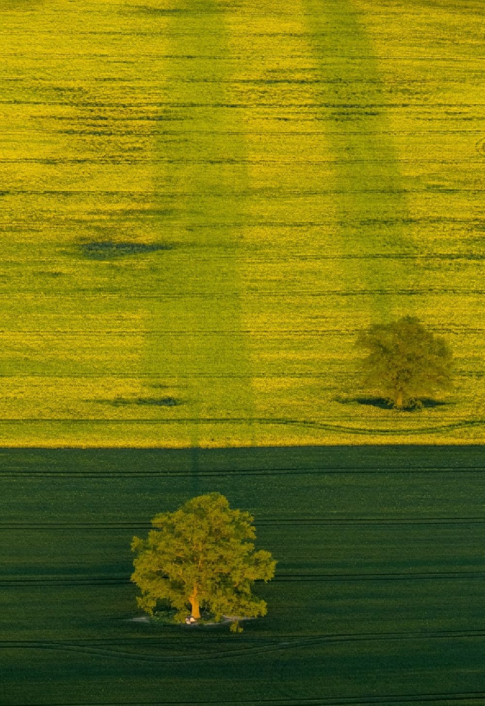 Luftaufnahme Röbel/Müritz - Baumlandschaft am Feldrand eines Rapsfeldes bei Röbel/Müritz im Bundesland Mecklenburg-Vorpommern