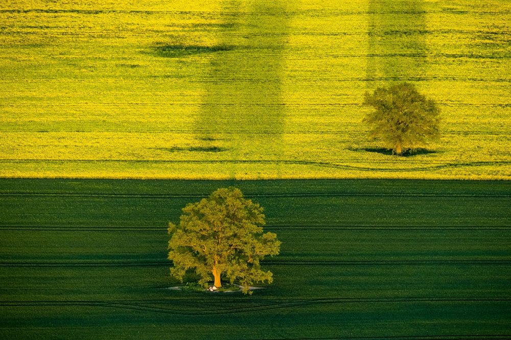 Luftbild Röbel/Müritz - Baumlandschaft am Feldrand eines Rapsfeldes bei Röbel/Müritz im Bundesland Mecklenburg-Vorpommern