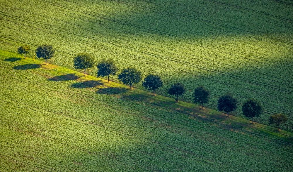 Asselburg aus der Vogelperspektive: Baumreihe an einem Feldrand in Asselburg im Bundesland Nordrhein-Westfalen, Deutschland