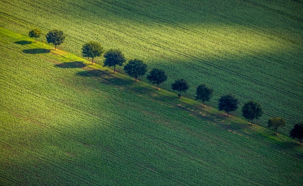 Luftbild Asselburg - Baumreihe an einem Feldrand in Asselburg im Bundesland Nordrhein-Westfalen, Deutschland