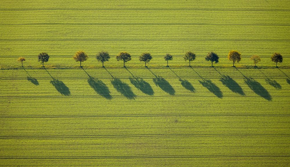 Asselburg aus der Vogelperspektive: Baumreihe an einem Feldrand in Asselburg im Bundesland Nordrhein-Westfalen, Deutschland