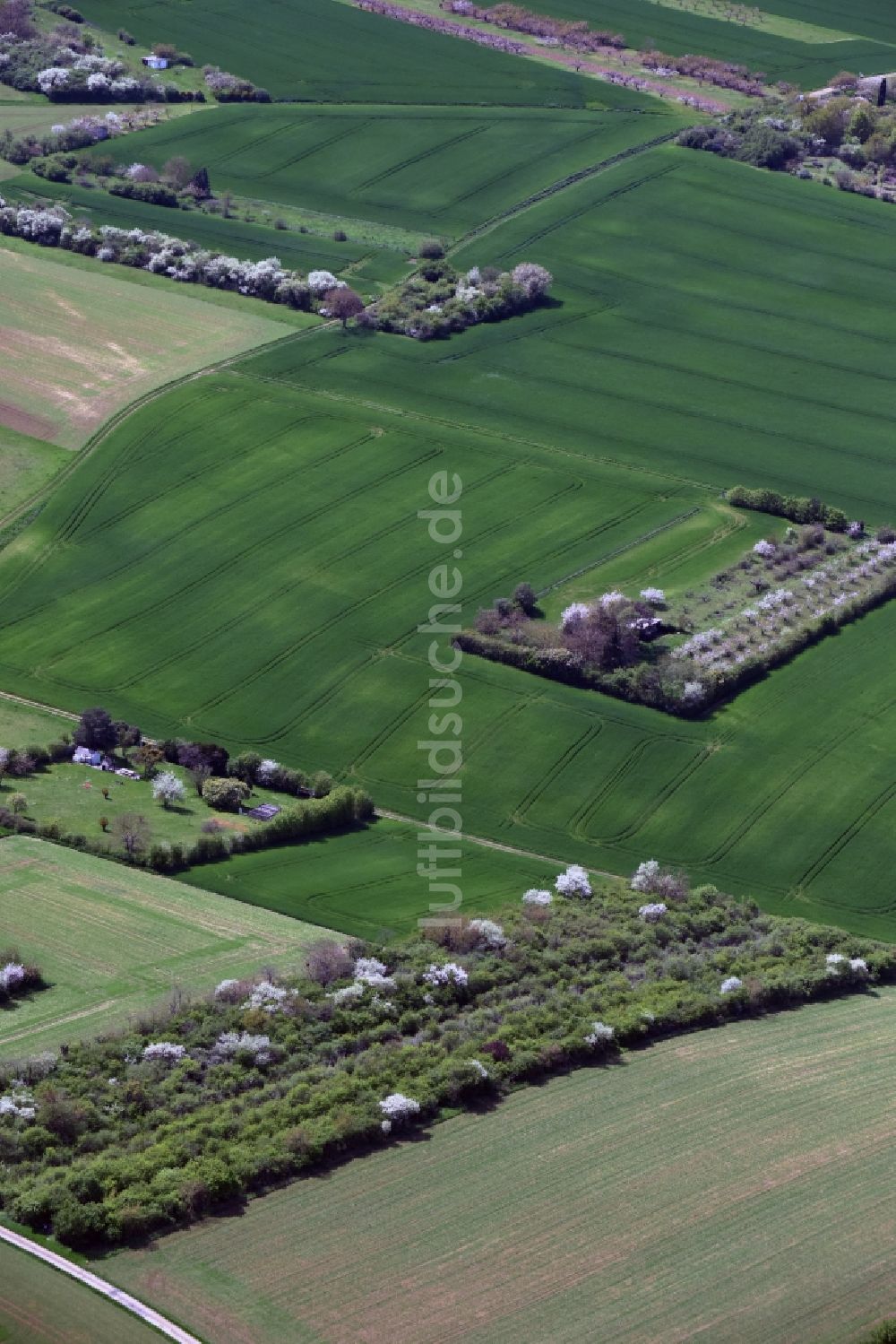 Luftbild Auxerre - Baumreihe an einem Feldrand in Auxerre in Bourgogne Franche-Comté, Frankreich