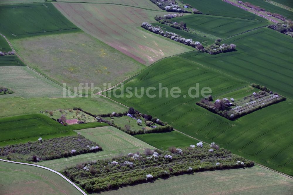 Luftaufnahme Auxerre - Baumreihe an einem Feldrand in Auxerre in Bourgogne Franche-Comté, Frankreich