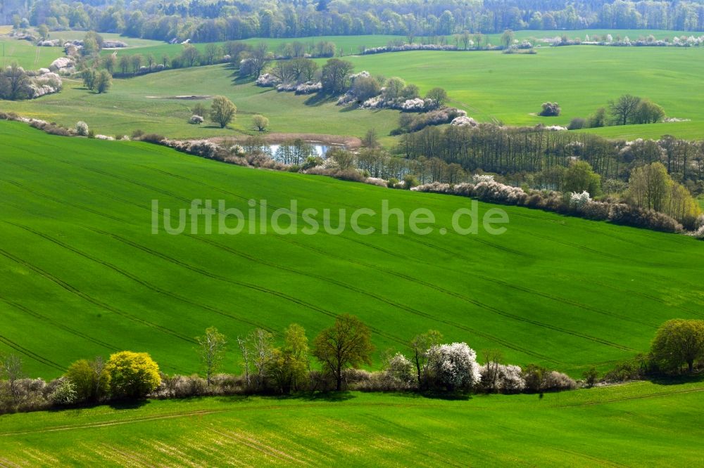 Dolgen von oben - Baumreihe an einem Feldrand in Dolgen im Bundesland Mecklenburg-Vorpommern, Deutschland