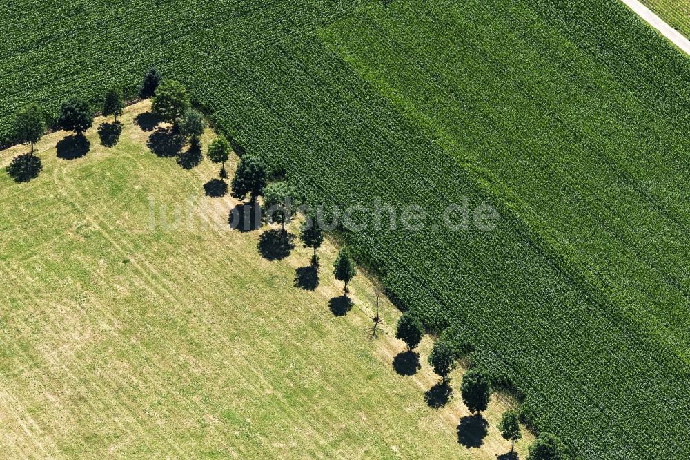 Luftbild Emmerich am Rhein - Baumreihe an einem Feldrand in Emmerich am Rhein im Bundesland Nordrhein-Westfalen, Deutschland