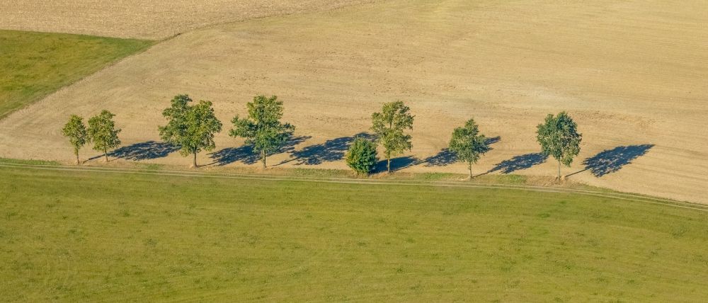 Luftaufnahme Eslohe (Sauerland) - Baumreihe an einem Feldrand in Eslohe (Sauerland) im Bundesland Nordrhein-Westfalen