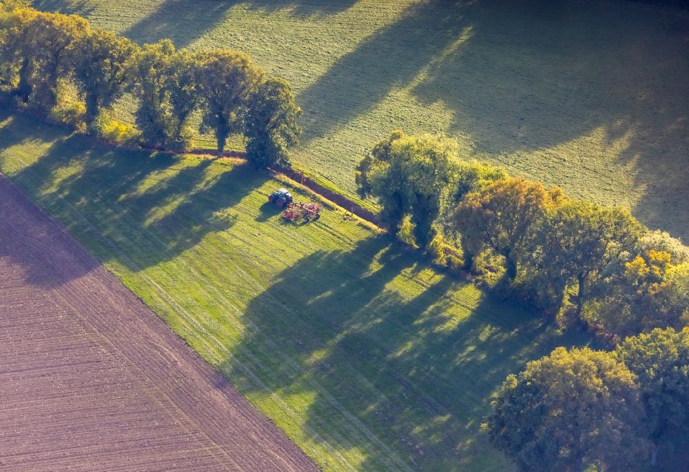 Luftbild Gladbeck - Baumreihe an einem Feldrand in Gladbeck im Bundesland Nordrhein-Westfalen, Deutschland