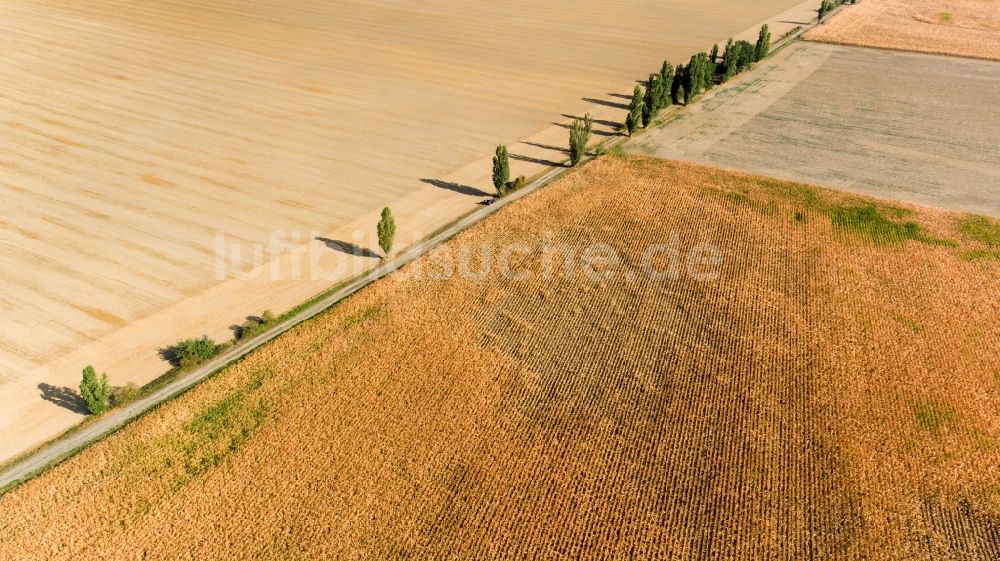 Luftaufnahme Grimma - Baumreihe an einem Feldrand in Grimma im Bundesland Sachsen, Deutschland