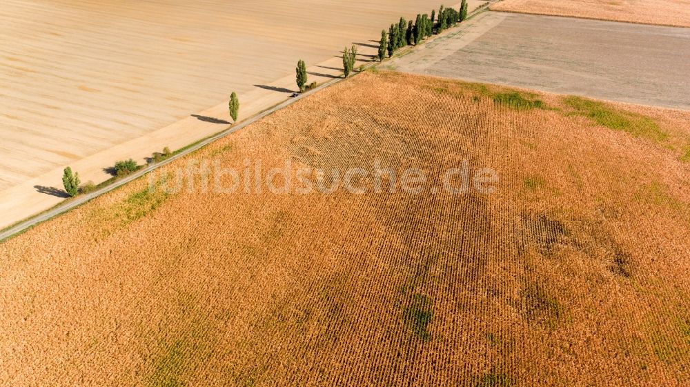 Grimma von oben - Baumreihe an einem Feldrand in Grimma im Bundesland Sachsen, Deutschland