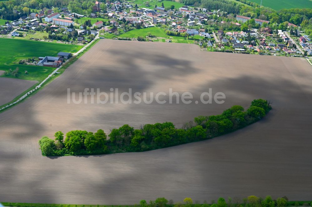 Iden aus der Vogelperspektive: Baumreihe in einem Feldrand in Iden im Bundesland Sachsen-Anhalt, Deutschland