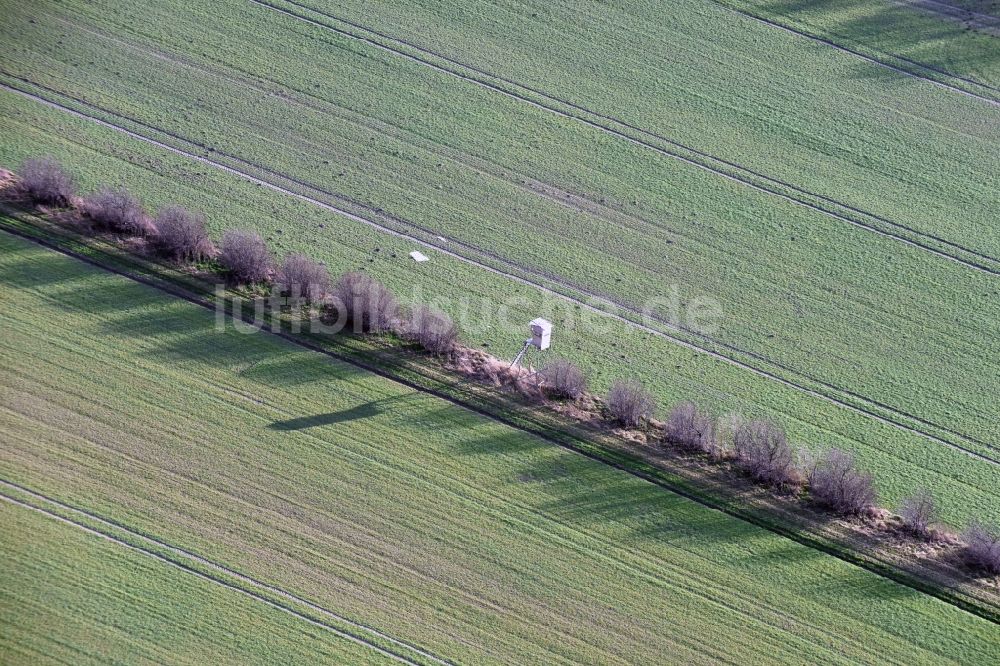 Luftaufnahme Krostitz - Baumreihe an einem Feldrand in Krostitz im Bundesland Sachsen