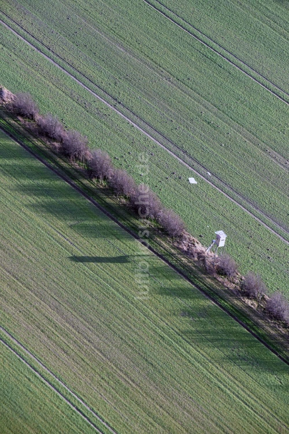 Krostitz aus der Vogelperspektive: Baumreihe an einem Feldrand in Krostitz im Bundesland Sachsen