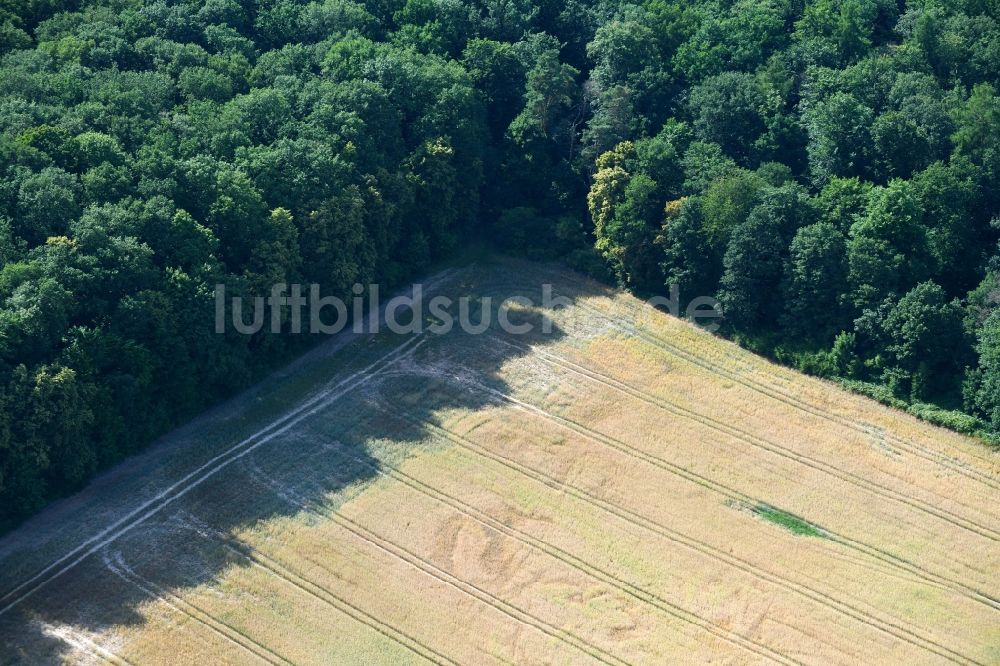 Lüdersdorf aus der Vogelperspektive: Baumreihe an einem Feldrand in Lüdersdorf im Bundesland Brandenburg, Deutschland