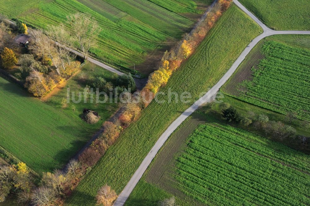 Leonberg aus der Vogelperspektive: Baumreihe an einem Feldrand in Leonberg im Bundesland Baden-Württemberg