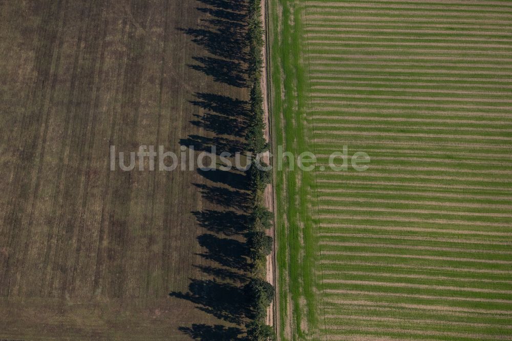 Luftaufnahme Luhme - Baumreihe an einem Feldrand in Luhme im Bundesland Brandenburg, Deutschland