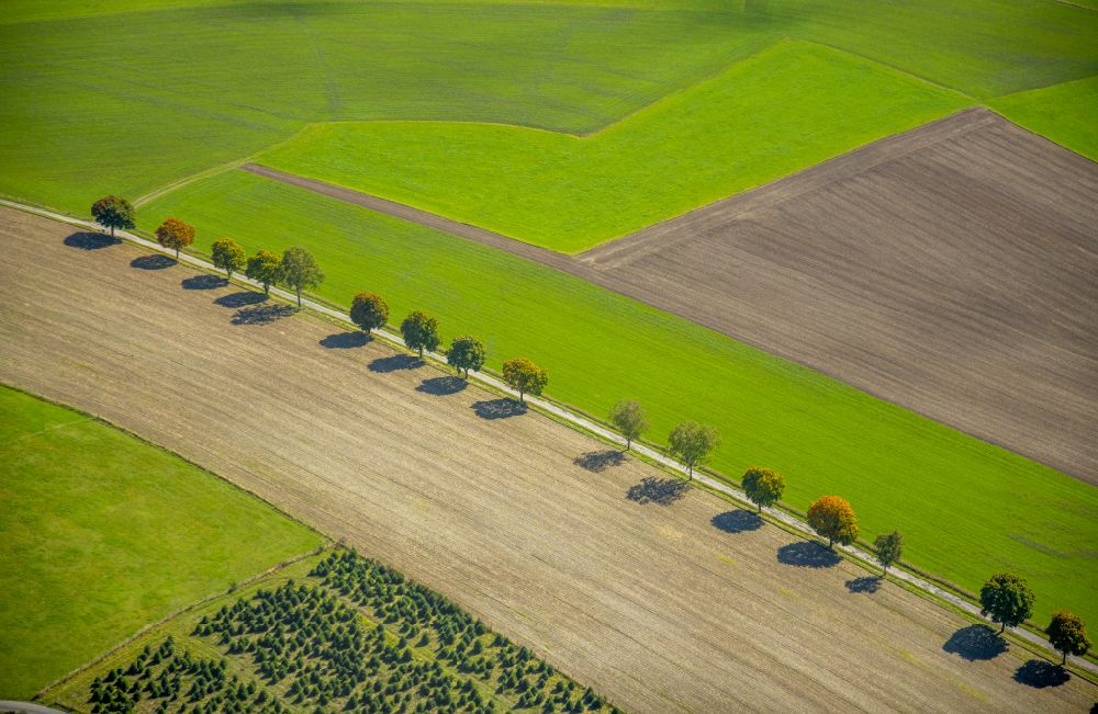 Obringhausen aus der Vogelperspektive: Baumreihe an einem Feldrand in Obringhausen im Bundesland Nordrhein-Westfalen, Deutschland