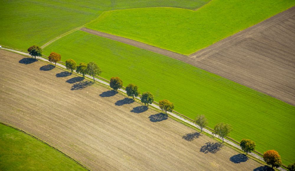 Luftbild Obringhausen - Baumreihe an einem Feldrand in Obringhausen im Bundesland Nordrhein-Westfalen, Deutschland